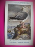 HOPCT 6330 FULMARUS GLACIALIS GLACIALIS -PASARI DE APA -FAUNA EUROPA-CP CHROMO LITHO -MUZEUL REGAL STIINTE NATURALE BELGIA-NECIRCULATA, Printata