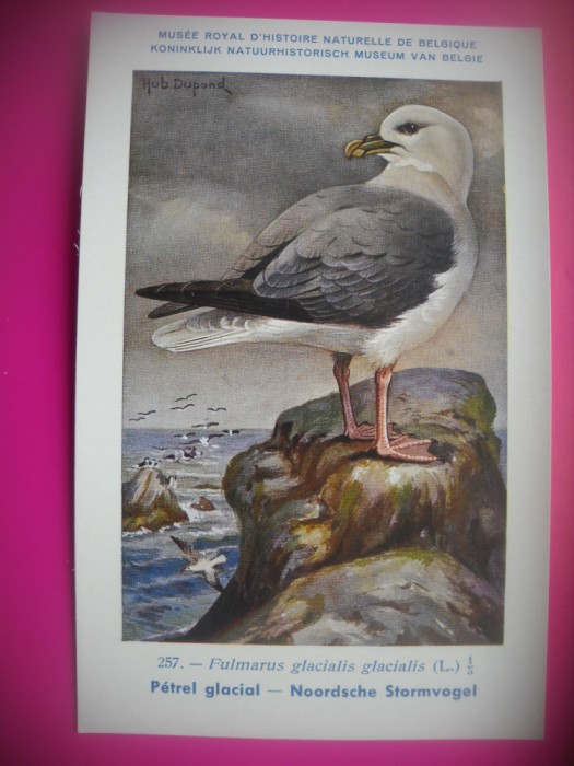 HOPCT 6330 FULMARUS GLACIALIS GLACIALIS -PASARI DE APA -FAUNA EUROPA-CP CHROMO LITHO -MUZEUL REGAL STIINTE NATURALE BELGIA-NECIRCULATA