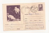 RF26 -Carte Postala- Tineri Lopatari in cuib, circulata 1967