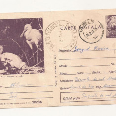 RF26 -Carte Postala- Tineri Lopatari in cuib, circulata 1967
