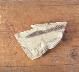 Planta fosila din Cretacic