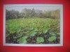 HOPCT 5174 TEMPLUL UBUD-BALI-INDONEZIA-ASIA-NECIRCULATA, Printata