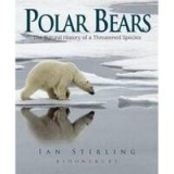 Polar Bears