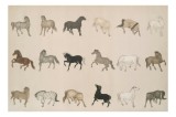 Tablou Canvas, "Cai &icirc;n diferite mișcări și culori", Cal, Galop, Culoare, Contrast, Frumusețe, Eleganță, Diversitate, Mișcare, Formă, Dinamică, Grație,