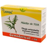 Gemoderivat Tuia Mladite Hofigal, 30 Fiole x 1ml, Supliment Natural Imunitate, Detoxifiere, Antioxidant