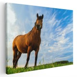 Tablou cal brun roscat (murg) pe camp Tablou canvas pe panza CU RAMA 20x30 cm