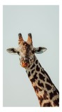 Tablou Canvas, "Giraful contemplativ sub cer senin", Giraffe, Cer, Pete, Cerulean, Grație, Faună, Eleganță, 26 x 39 cm, CMCLASS