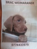 Pui c&acirc;ine Weimaraner