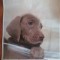 Pui c&acirc;ine Weimaraner