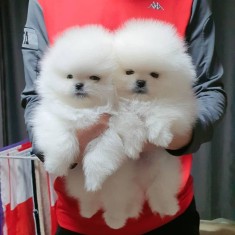 pomeranian boo foto
