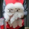 pomeranian boo