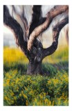 Tablou Canvas, "&Icirc;n dansul naturii misterioase", Copac, Vechi, Răsucit, Flori, Galbene, Viu, Vibrant, Mișcare, Natură, Misterios., 26 x 39 cm, CMCLASS