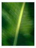 Tablou Canvas, "Frunza luminată de soare bl&acirc;nd", Verde, Lumină, Textură, Natură, Nervuri, Frunză, Strălucire, Vitalitate, 26 x 39 cm, CMCLASS