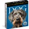 Dog Page-A-Day Gallery Calendar 2024