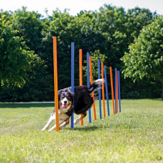 Jucărie Agility 115x3 cm 12 buc 3206