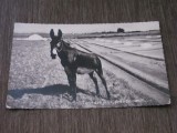Cumpara ieftin Carte Poștală Franceză Circulată 1957 &ndash; &bdquo;Măgar &icirc;n Peisaj Rural&rdquo;, Fotografie Alb-Negru