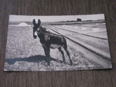 Carte Poștală Franceză Circulată 1957 &ndash; &bdquo;Măgar &icirc;n Peisaj Rural&rdquo;, Fotografie Alb-Negru