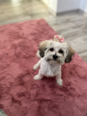 Cățelușa Shih Tzu foto