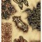 Traversa Covor Lotos Fluturi 1607 Latime 60 cm - 60x800, Bej