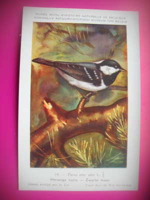 HOPCT 6266 PARUS ATER ATER -PASARI-FAUNA EUROPA-CP CHROMO LITHO -MUZEUL REGAL STIINTE NATURALE BELGIA-NECIRCULATA foto