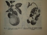 POMICULTURA SPECIALA de GH. MIHAESCU , A. NEGRILA ... 1961