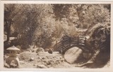 Kolozsvar. Botanikus-kert. (necirculata)