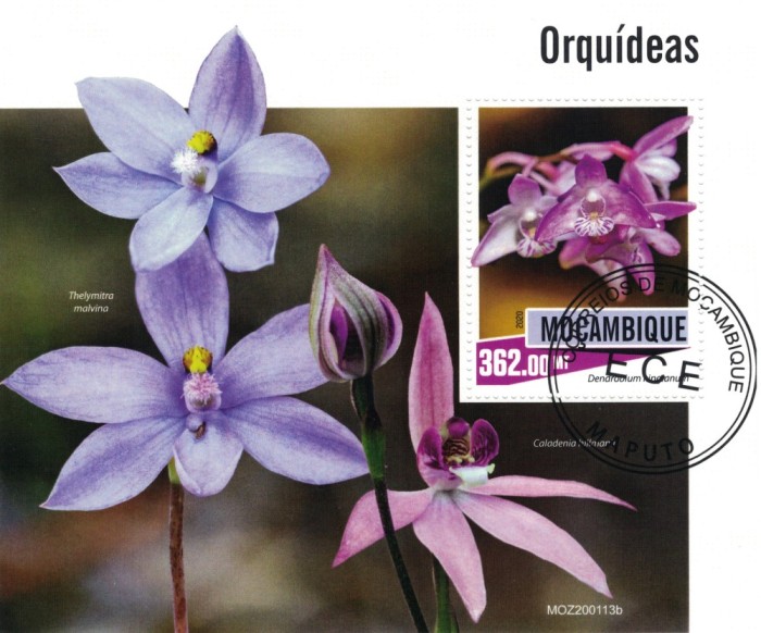 MOZAMBIC 2020 - Orhidee / colita