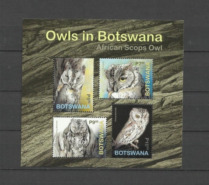 BOTSWANA 2020 FAUNA PASARI BUFNITE