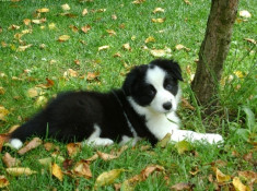 Caini border collie bucuresti foto