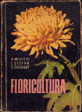 HST C4294N Floricultura de Amelia Milițiu, Livia Ștefan și Eugen Sadofsky, 1962