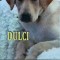 Dan Puric - Dulci. Jurnalul unui caine scris de un puric Dan
