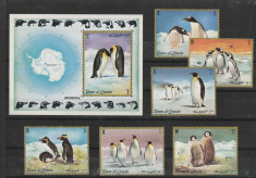 Fauna polara ,pinguini,Emirat al Qiwain. foto