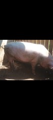 Vand porc pic olandez 170-180 kg aproximatv