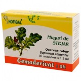 Gemoderivat Muguri Stejar Hofigal 30mdz