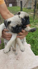 Frumuse?e frumoase Pug Puppies de sanatate testate foto