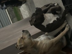 Vand pui metis de tip amstaff!!