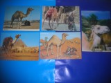 HOPCT LOT NR 417 CAMILA/CAMILE-FAUNA -5 CARTI POSTALE-NECIRCULATE