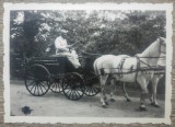 Barbat cu trasura trasa de cai albi/ foto Romania interbelica, Romania 1900 - 1950, Portrete