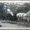 Barbat cu trasura trasa de cai albi/ foto Romania interbelica