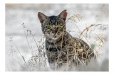 Tablou Canvas, "Pisica sălbatică &icirc;n iarba uscată", Pisică, Privire, Iarbă, Tufișuri, Blană, Verde, Ochi, Natură, Tranquilitate, Feline., 39 x 26 cm, C
