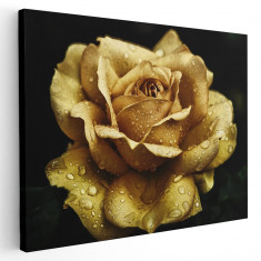 Tablou floare trandafir galben cu roua Tablou canvas pe panza CU RAMA 70x100 cm