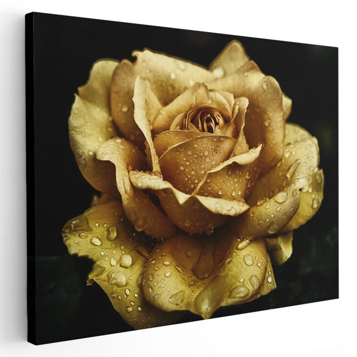 Tablou floare trandafir galben cu roua Tablou canvas pe panza CU RAMA 30x40 cm