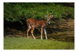 Tablou Canvas, "Cerbul pătat la marginea pădurii", Deer, Spotted, Graceful, Natural, Woodland, Serene, Peaceful, 39 x 26 cm, CMCLASS