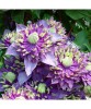 Clematis Taiga PBR, Ghiveci P9 (9cm), Planta Cataratoare Violet-Purpuriu. Flori Mari, Iunie-Septembrie. Rezistenta -23&deg;C. Gradina, Pergola