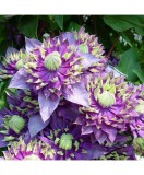 Clematis Taiga PBR, Ghiveci P9 (9cm), Planta Cataratoare Violet-Purpuriu. Flori Mari, Iunie-Septembrie. Rezistenta -23&deg;C. Gradina, Pergola