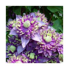 Planta Clematis Taiga PBR P9, ghiveci 9cm