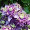 Planta Clematis Taiga PBR P9, ghiveci 9cm