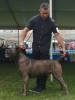 Cane Corso mascul pt reproducere. Campion Ro.