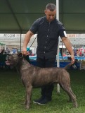 Cane Corso mascul pt reproducere. Campion Ro.