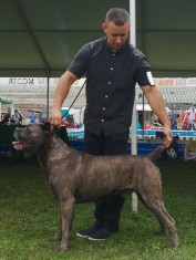 Cane Corso mascul pt reproducere. Campion Ro.